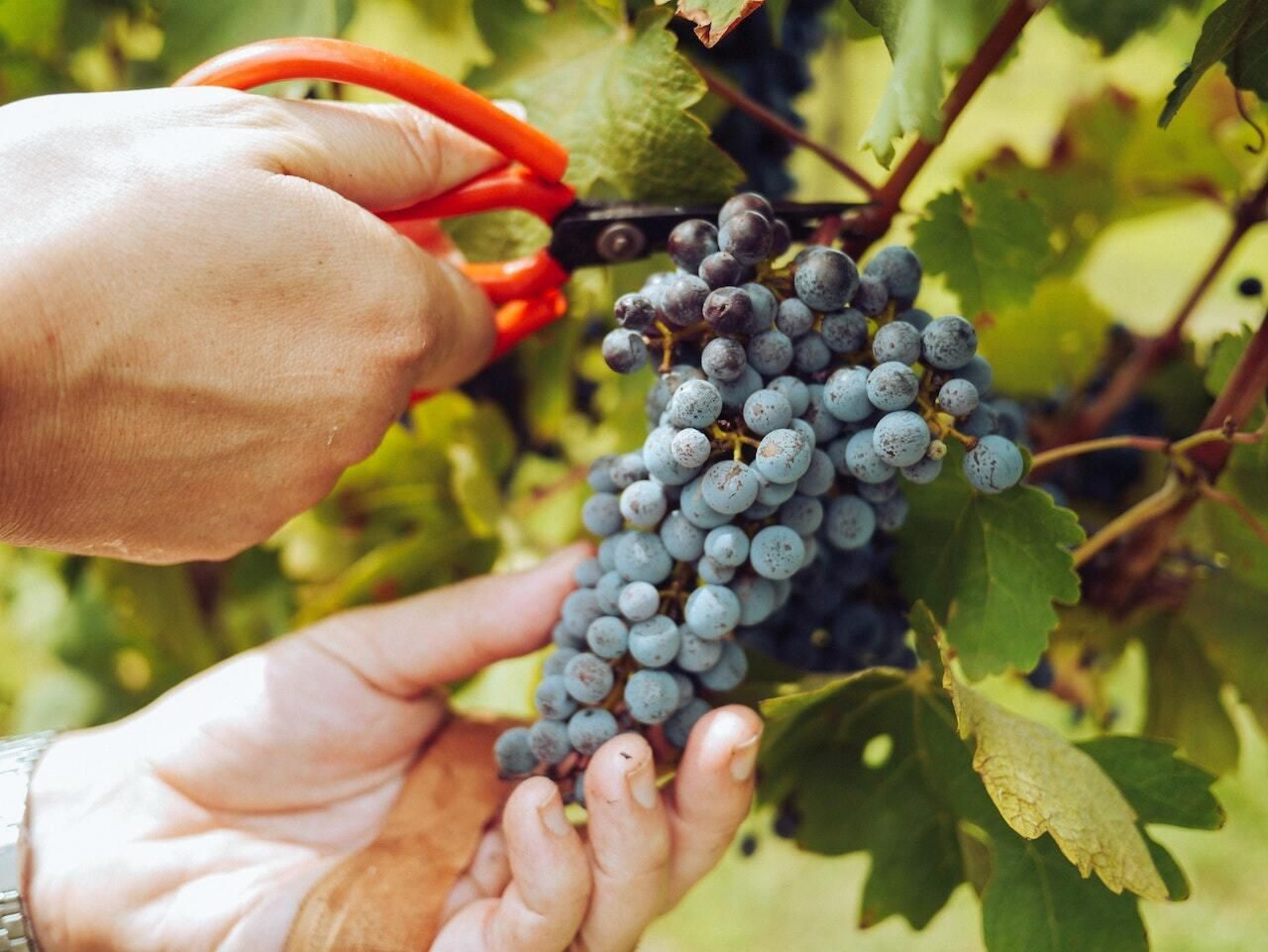Llega el momento más emocionante del año en la finca ecológica jiennense: la vendimia. Llega el momento más emocionante del año en la finca ecológica jiennense: la vendimia.