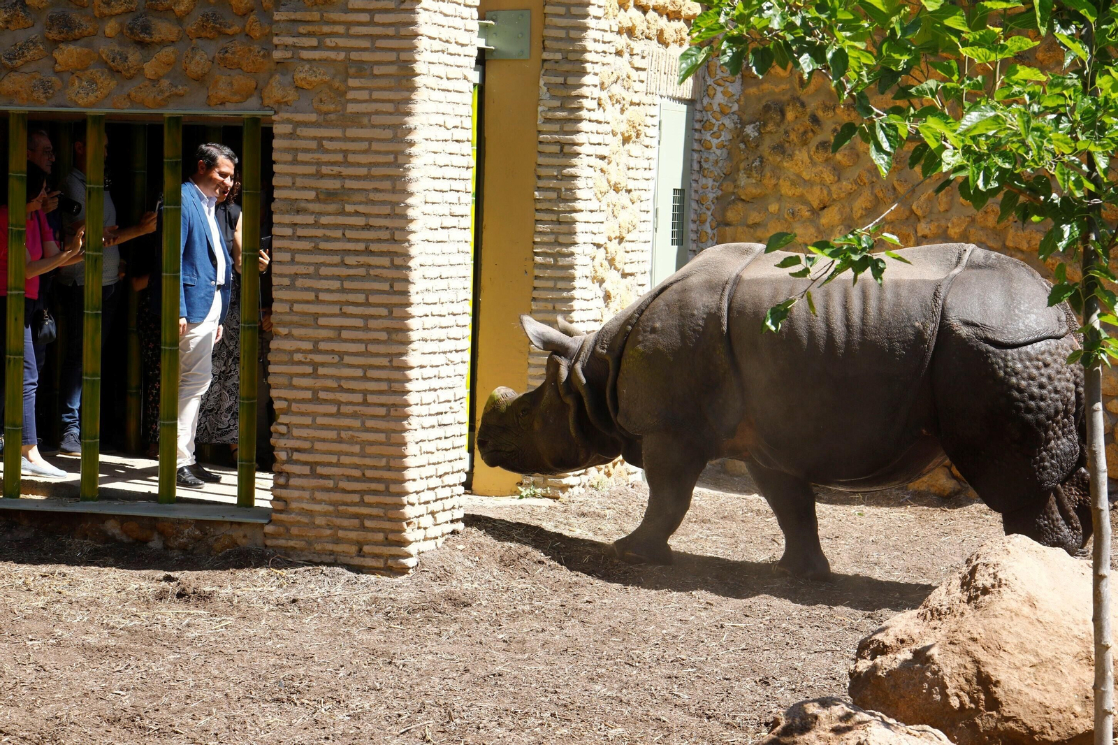 Así es Manas, el rinoceronte indio del Zoo de Córdoba