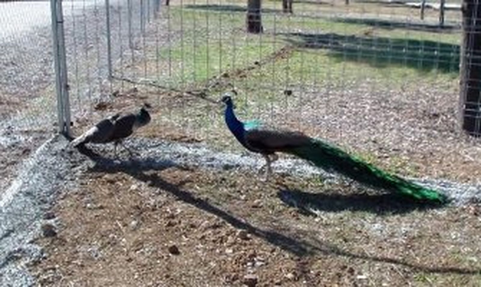 Una pareja de pavos reales, nuevos 'vecinos' del parque del Tamarguillo