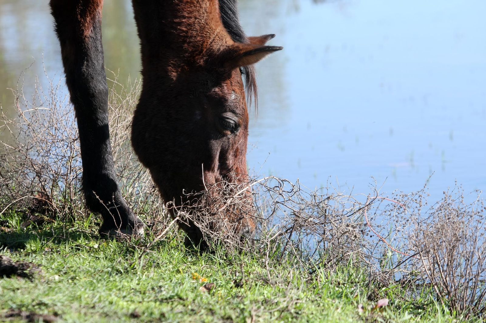 Imágenes de la marisma de El Rocío y de la laguna de El Portil tras las últimas lluvias