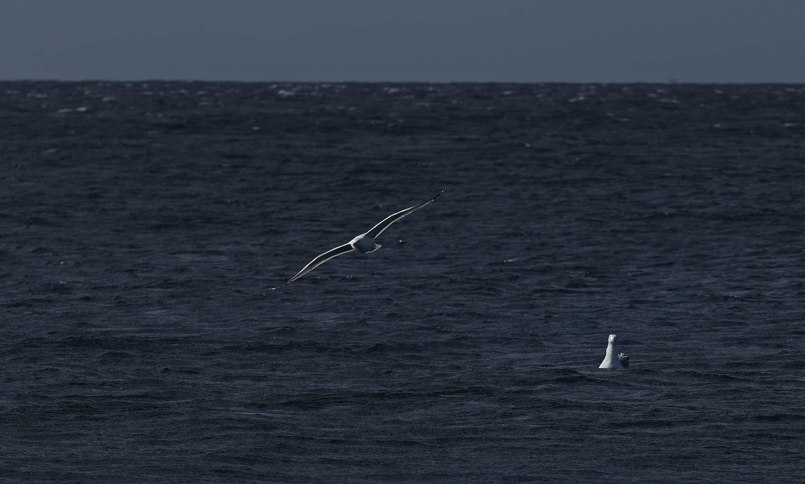 Fotos de la nueva camiseta ecológica del Real Betis fabricada con algas