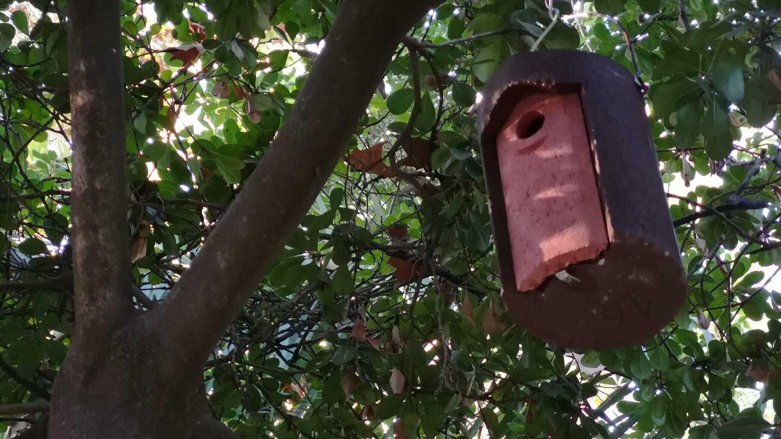 Una de las cajas nido para las especies autóctonas.