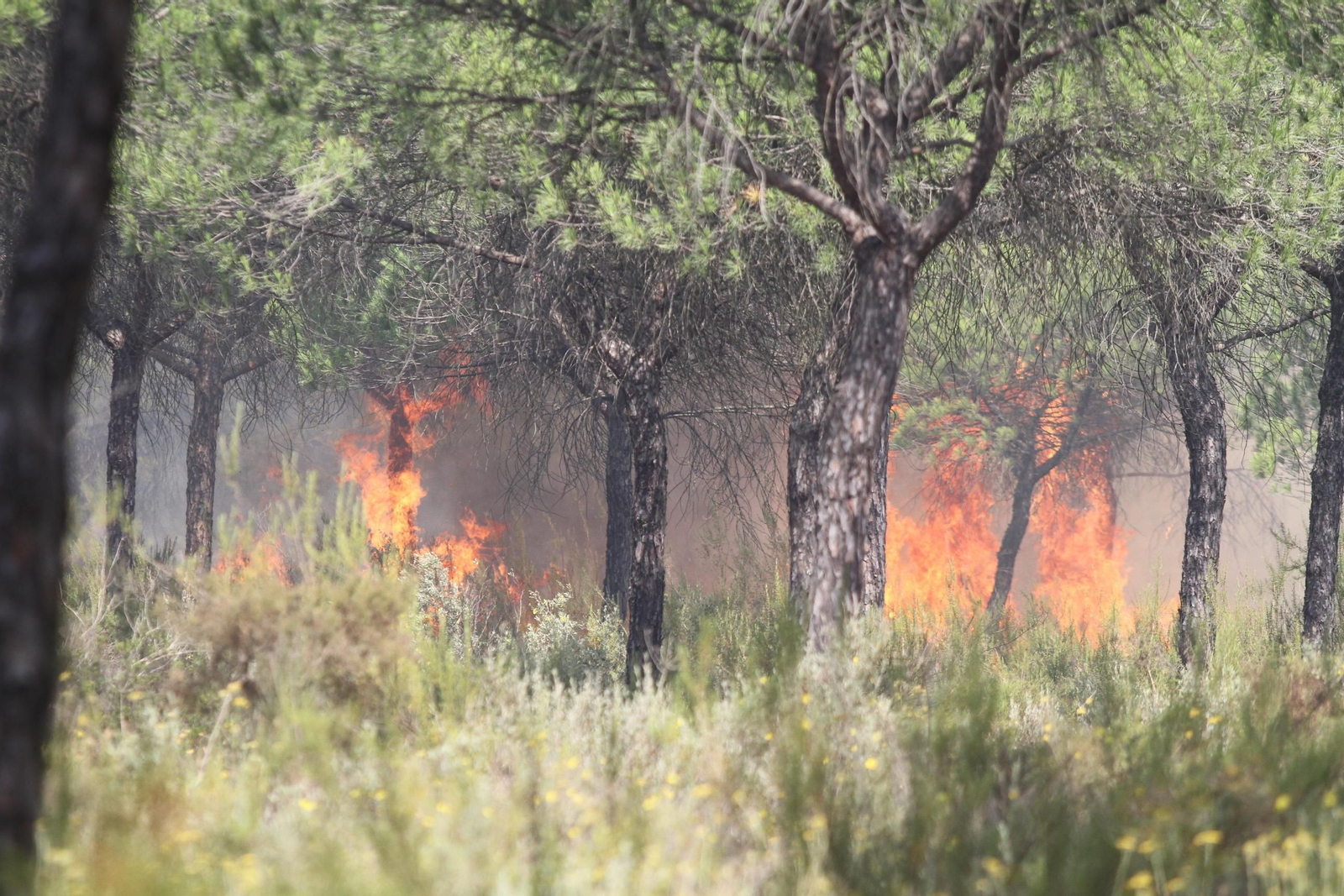 Las imágenes del incendio en Moguer y Mazagón