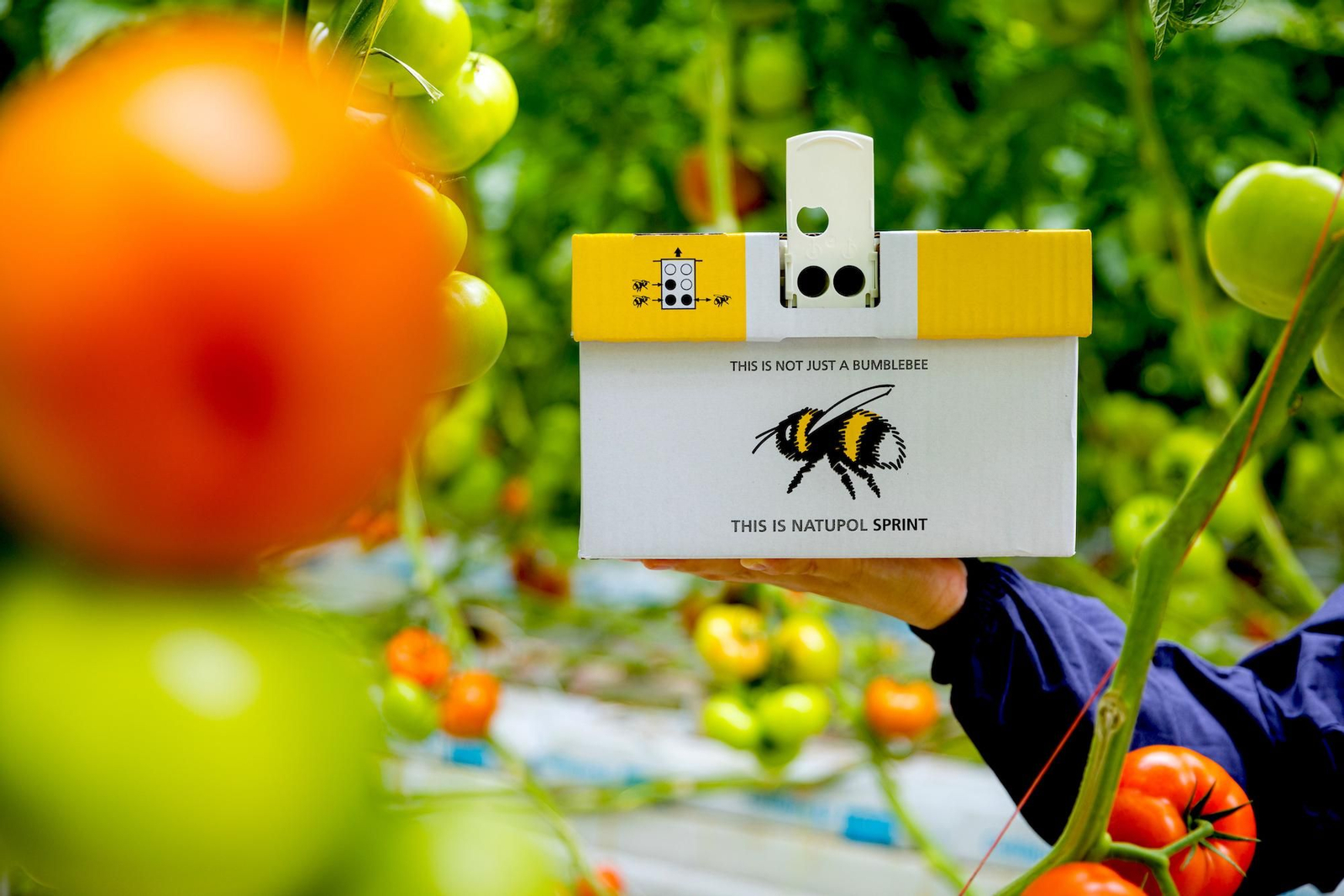 Nueva colmena Natupol Sprint.