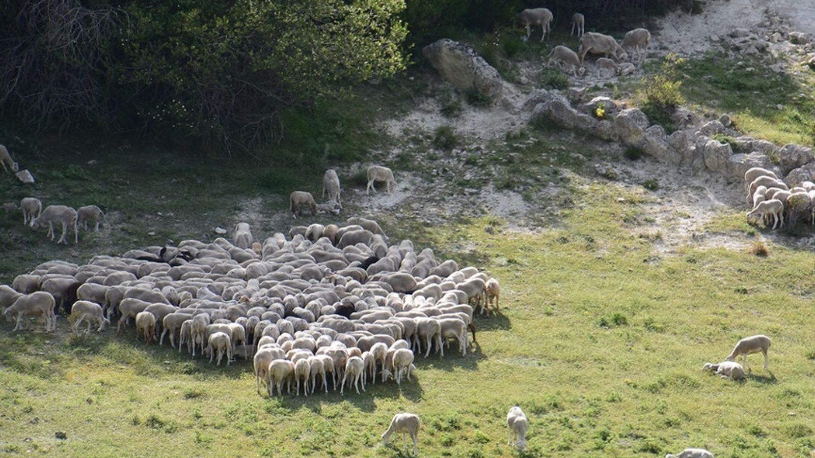 Un rebaño de ovejas pasta en un claro de Sierra Morena en Villanueva de Córdoba.