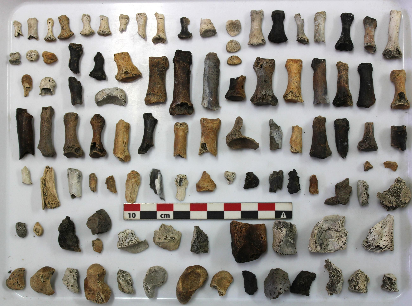 Restos oseos localizados en el yacimiento.