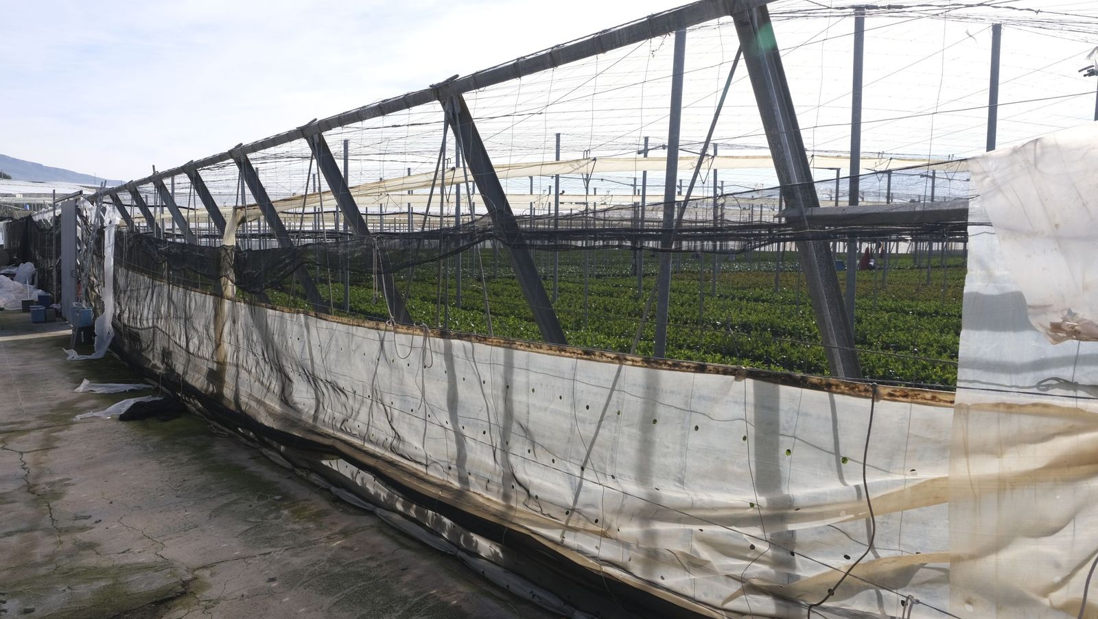 Los efectos del temporal de viento en los invernaderos, en imágenes