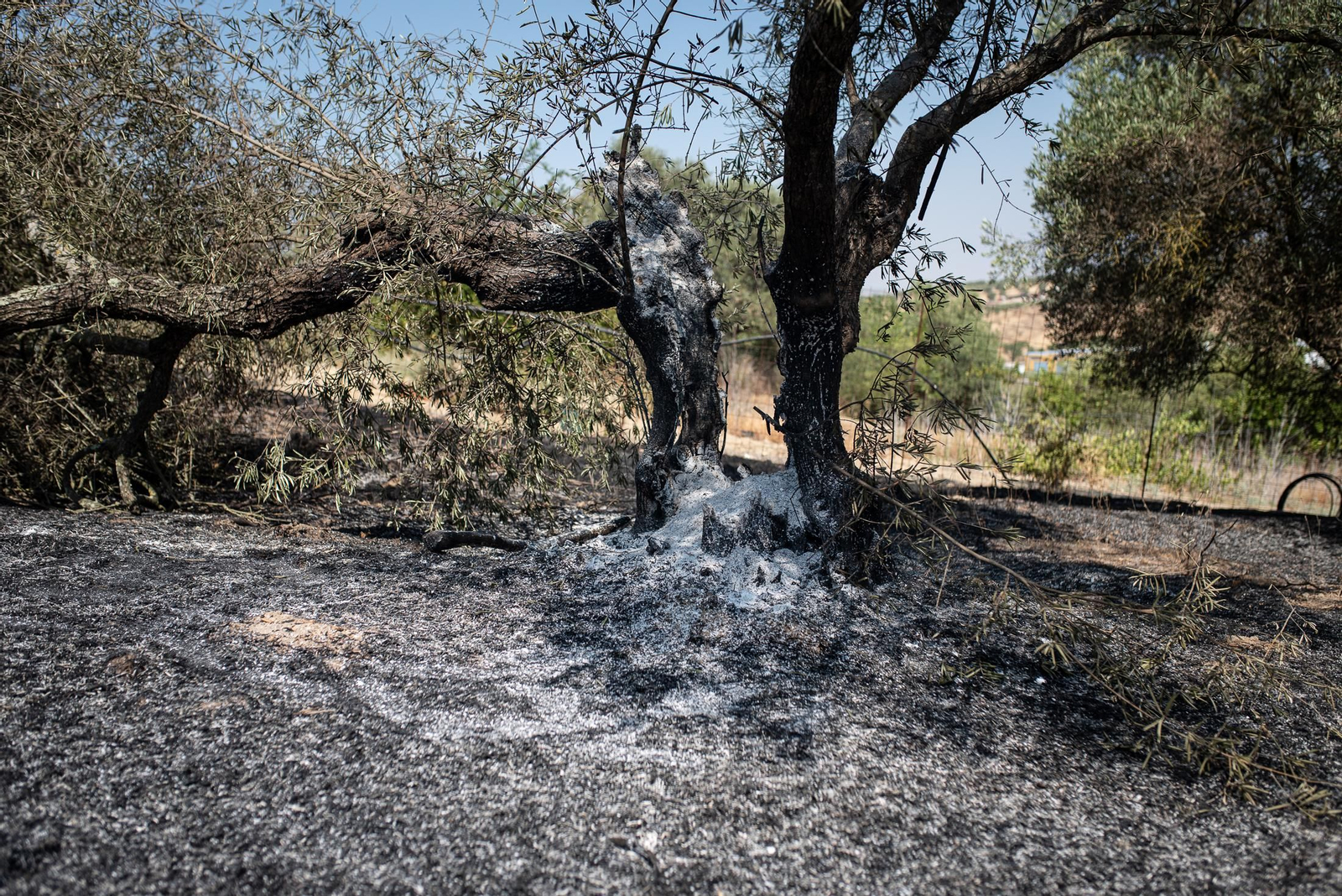 Imágenes de los destrozos causados por el incendio de Lucena del Puerto