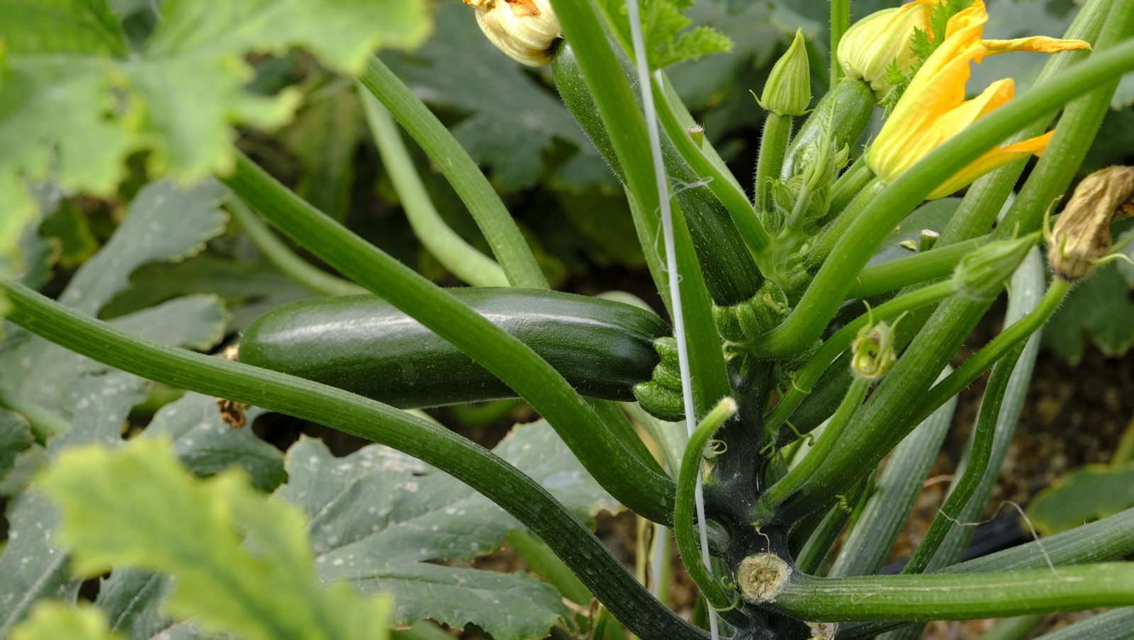 Así han atacado los virus a los calabacinos, en imágenes