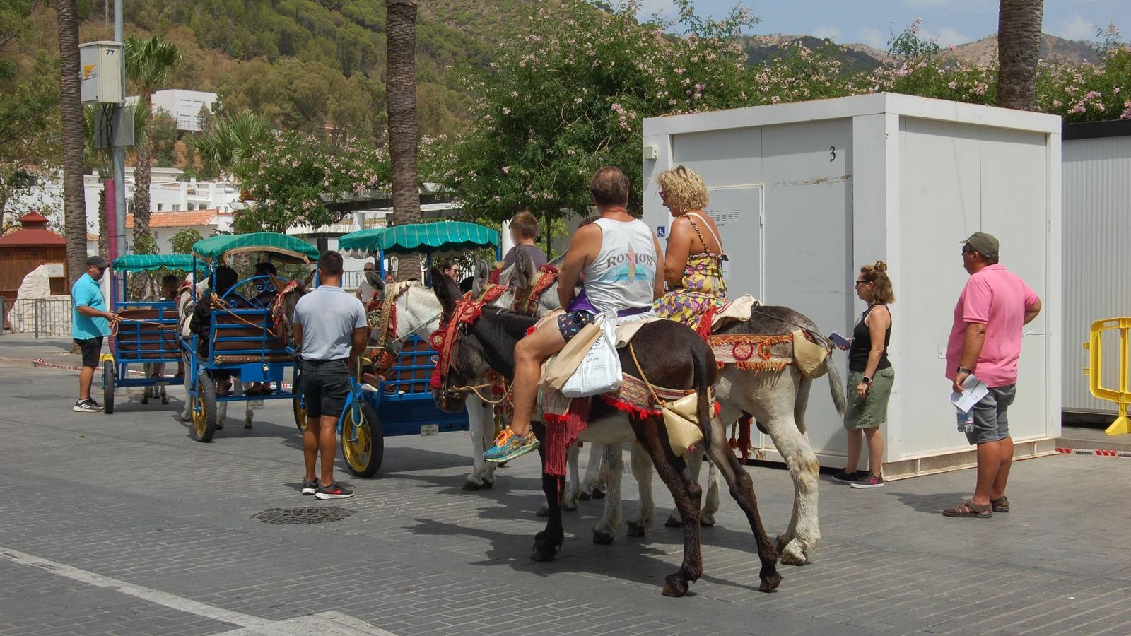 Un burro con dificultades para caminar portando a un hombre corpoulento. Un burro con dificultades para caminar portando a un hombre corpoulento.