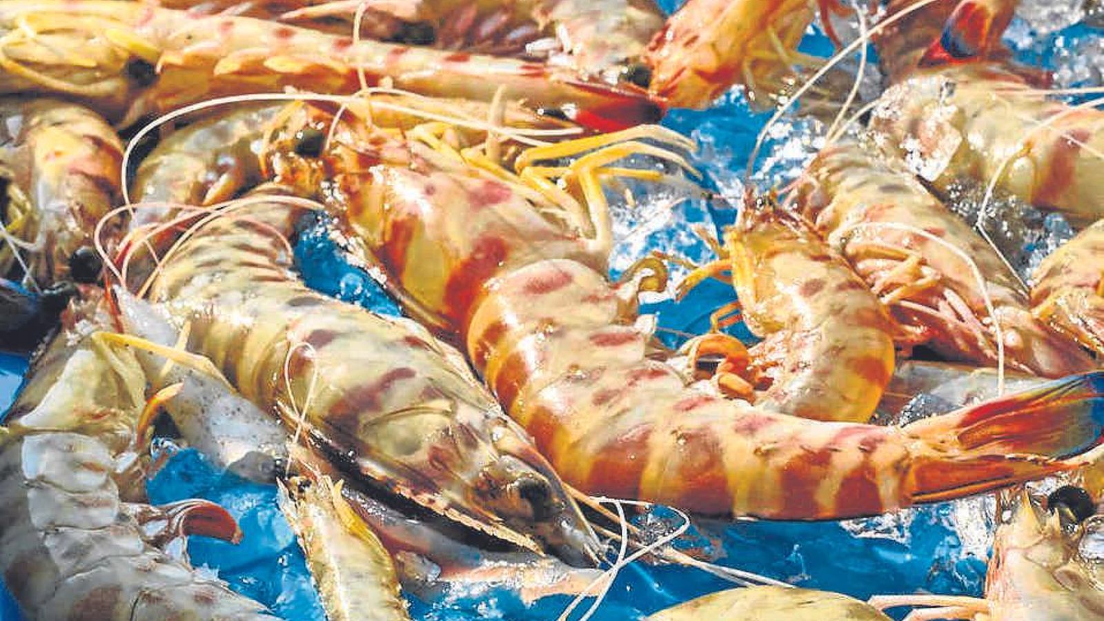 Langostinos de Sanlúcar.