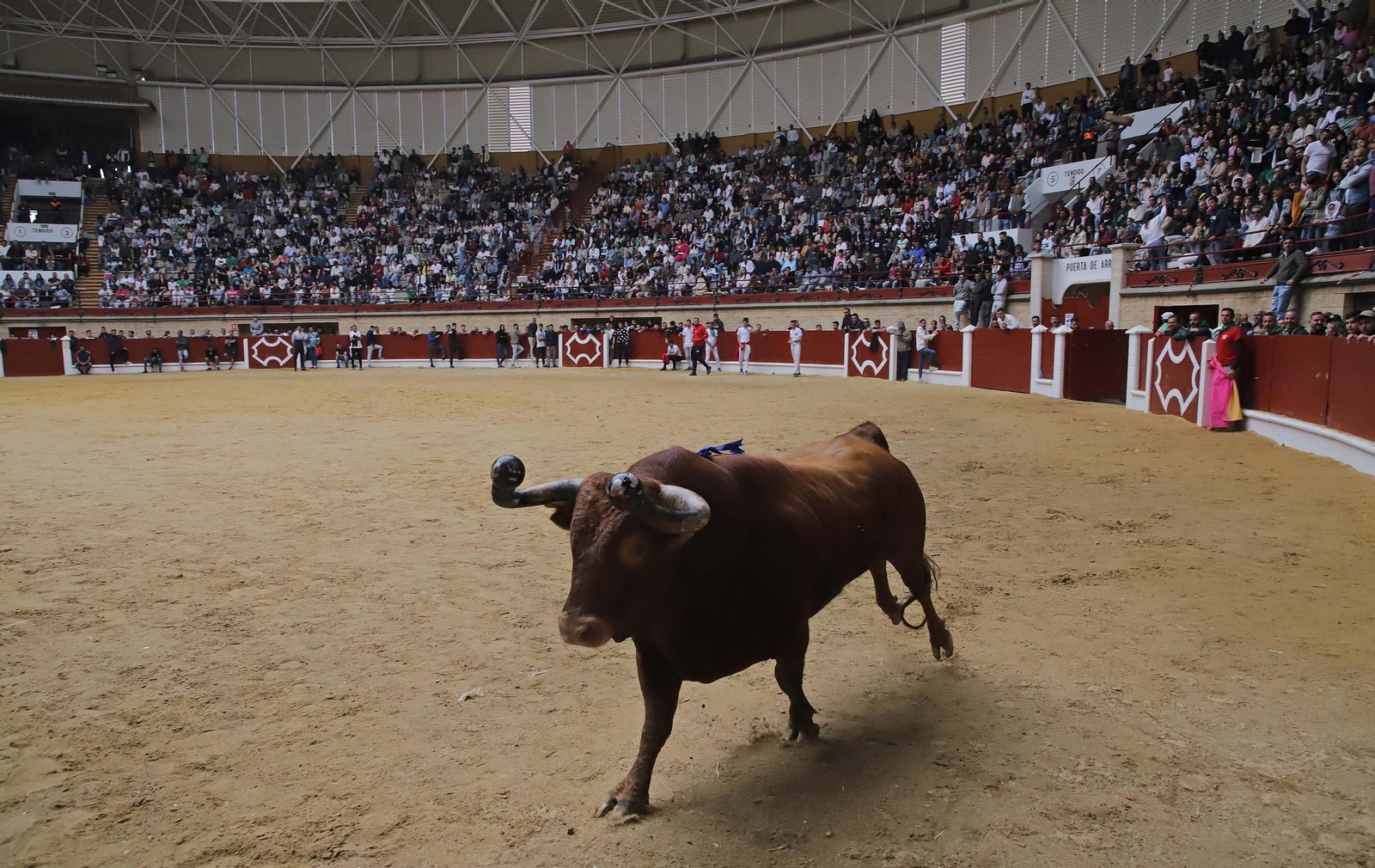 Fotos de los encierros del domingo del Toro Embolao en Los Barrios