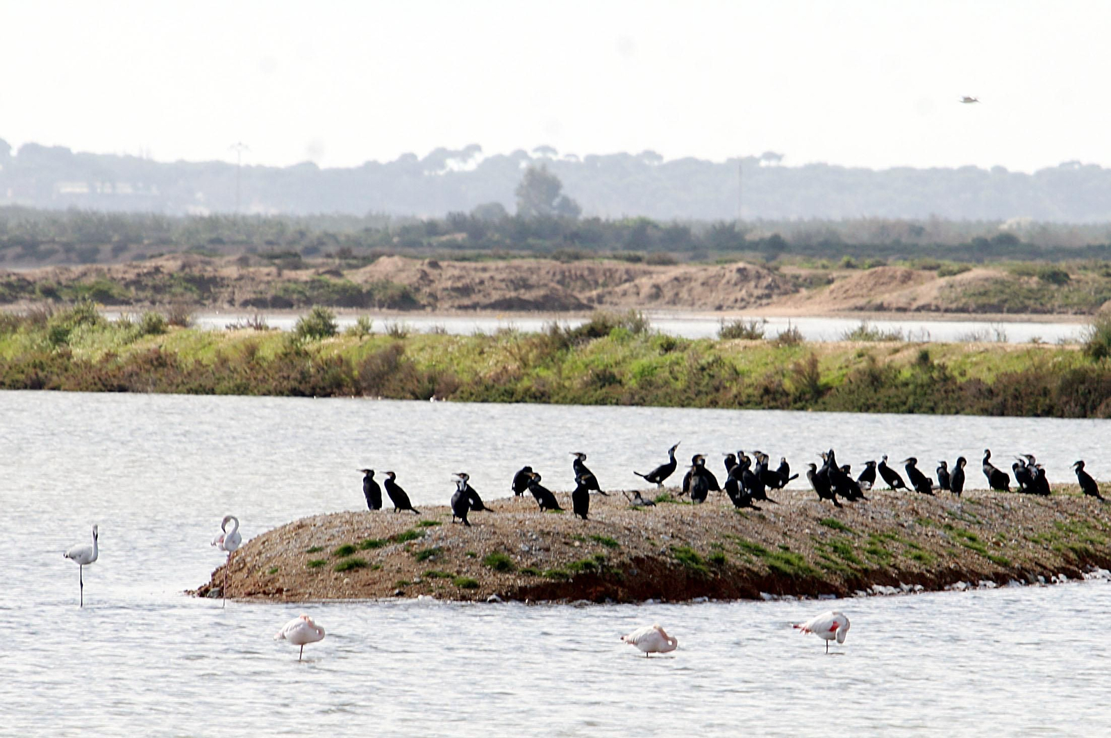 Imágenes de Marismas del Odiel, un Paraje Natural en la confluencia de las desembocaduras de los ríos Tinto y Odiel