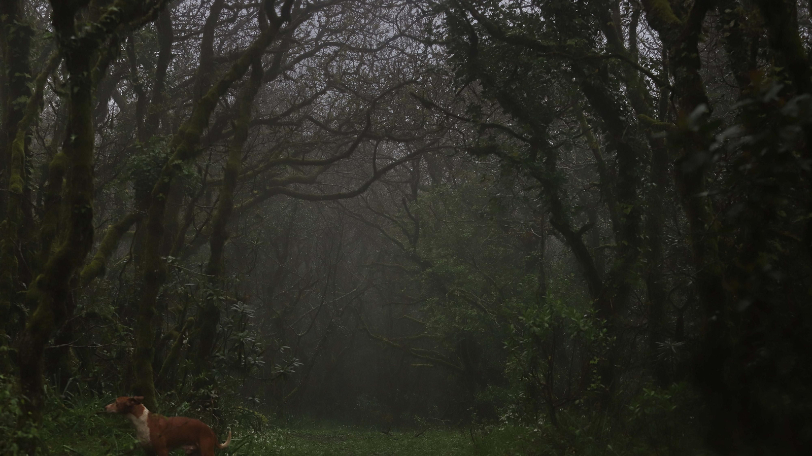 El Bosque de la Niebla