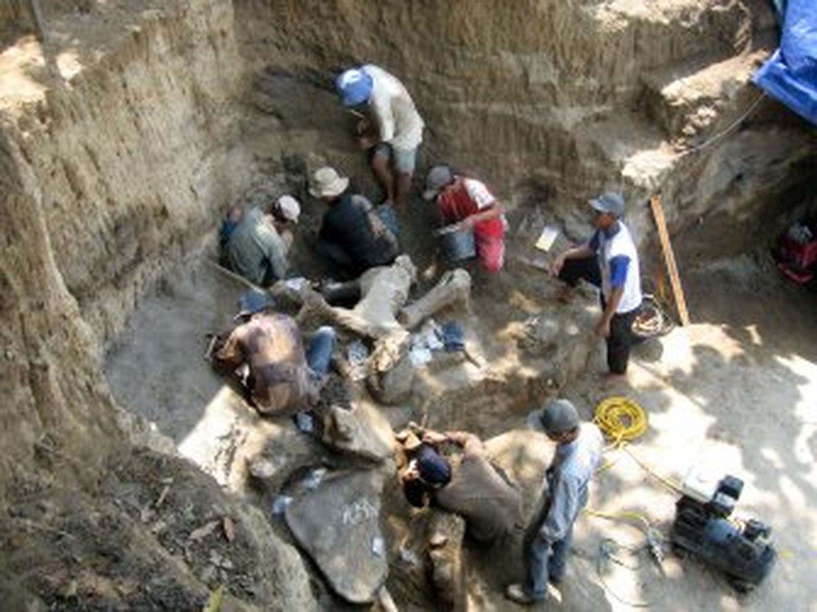 Hallado en Indonesia el esqueleto de un elefante de hace 200.000 años