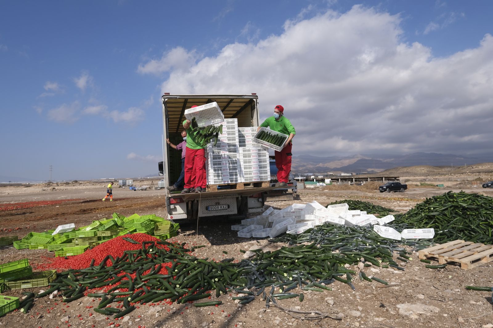 Fotogalería destrucción de pepinos en Almería