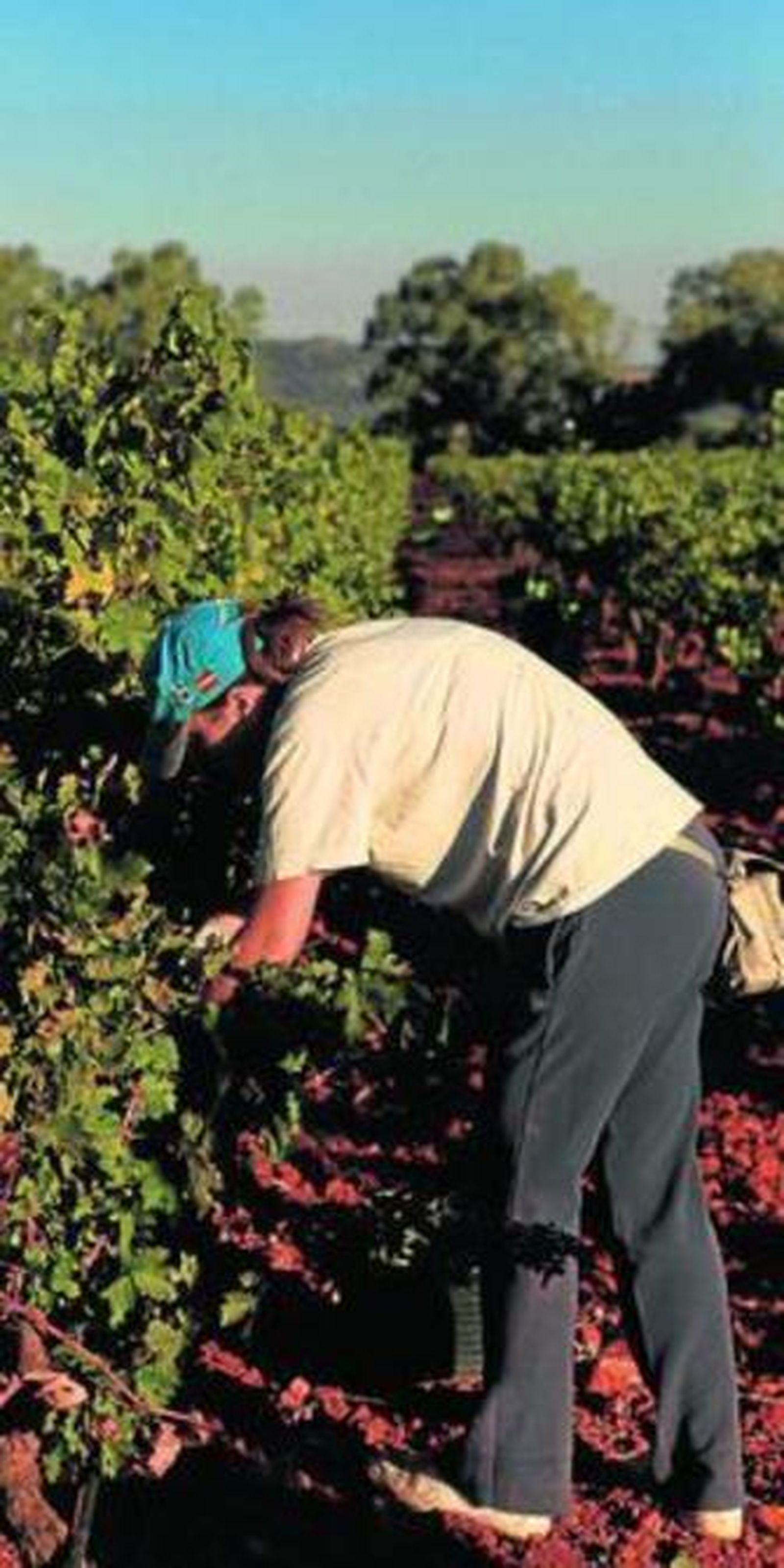 La tecnología llega a la tradicional producción de vino