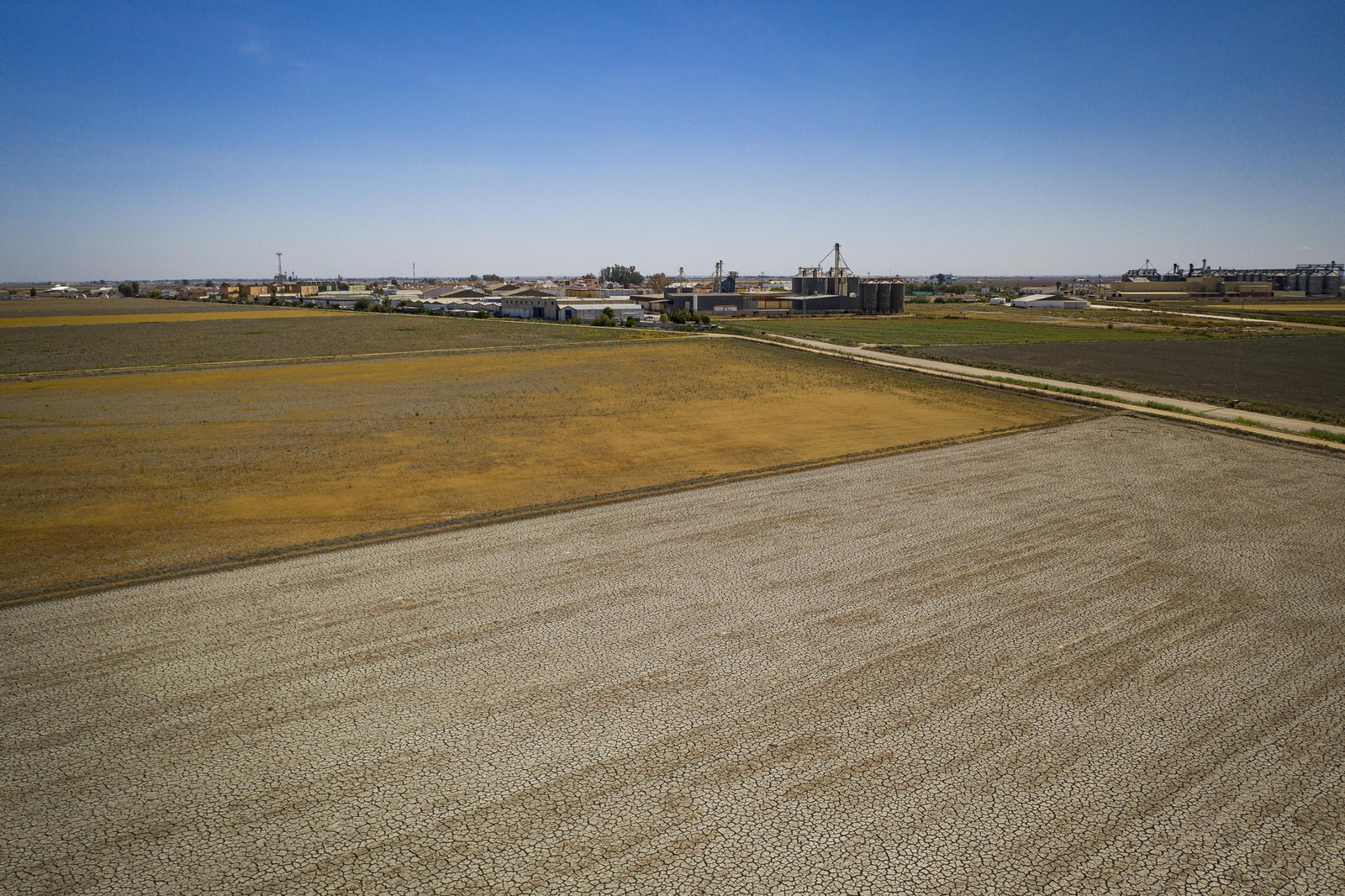 Las fotos de la sequía que sufren los cultivos de arroz en Isla Mayor