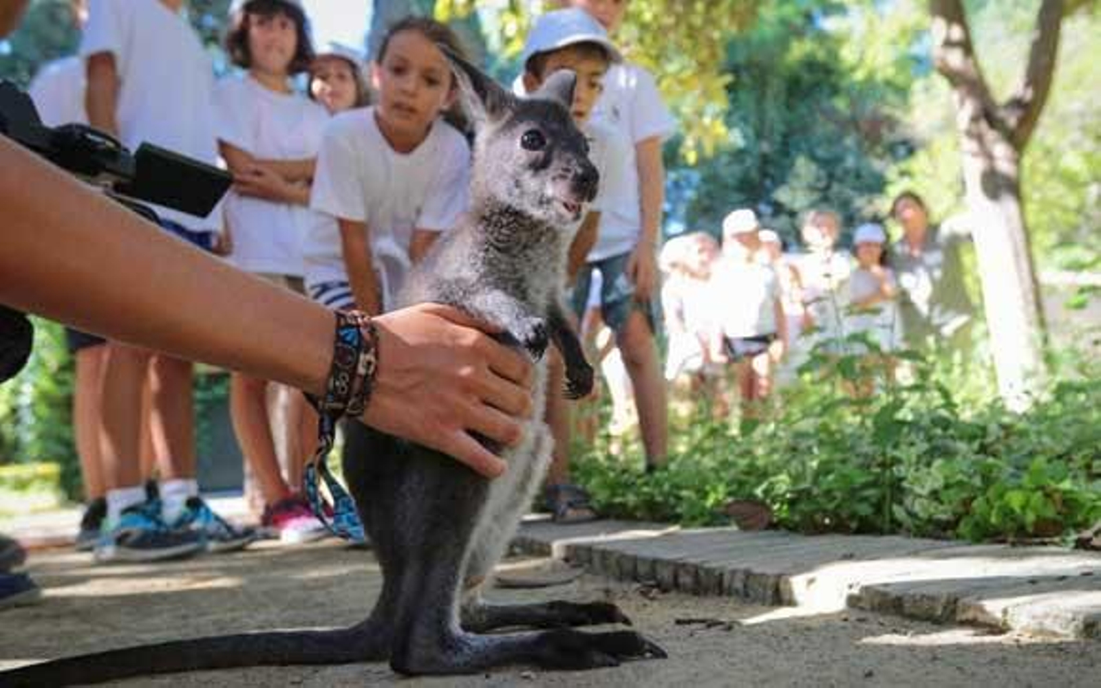 Alrededor de 70 niños participan en la Escuela de Verano del Zoo Alrededor de 70 niños participan en la Escuela de Verano del Zoo