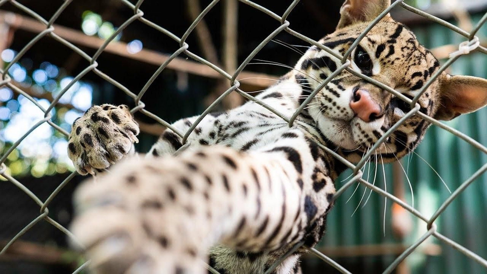 Investigan cómo mejorar el bienestar de animales salvajes en cautividad
