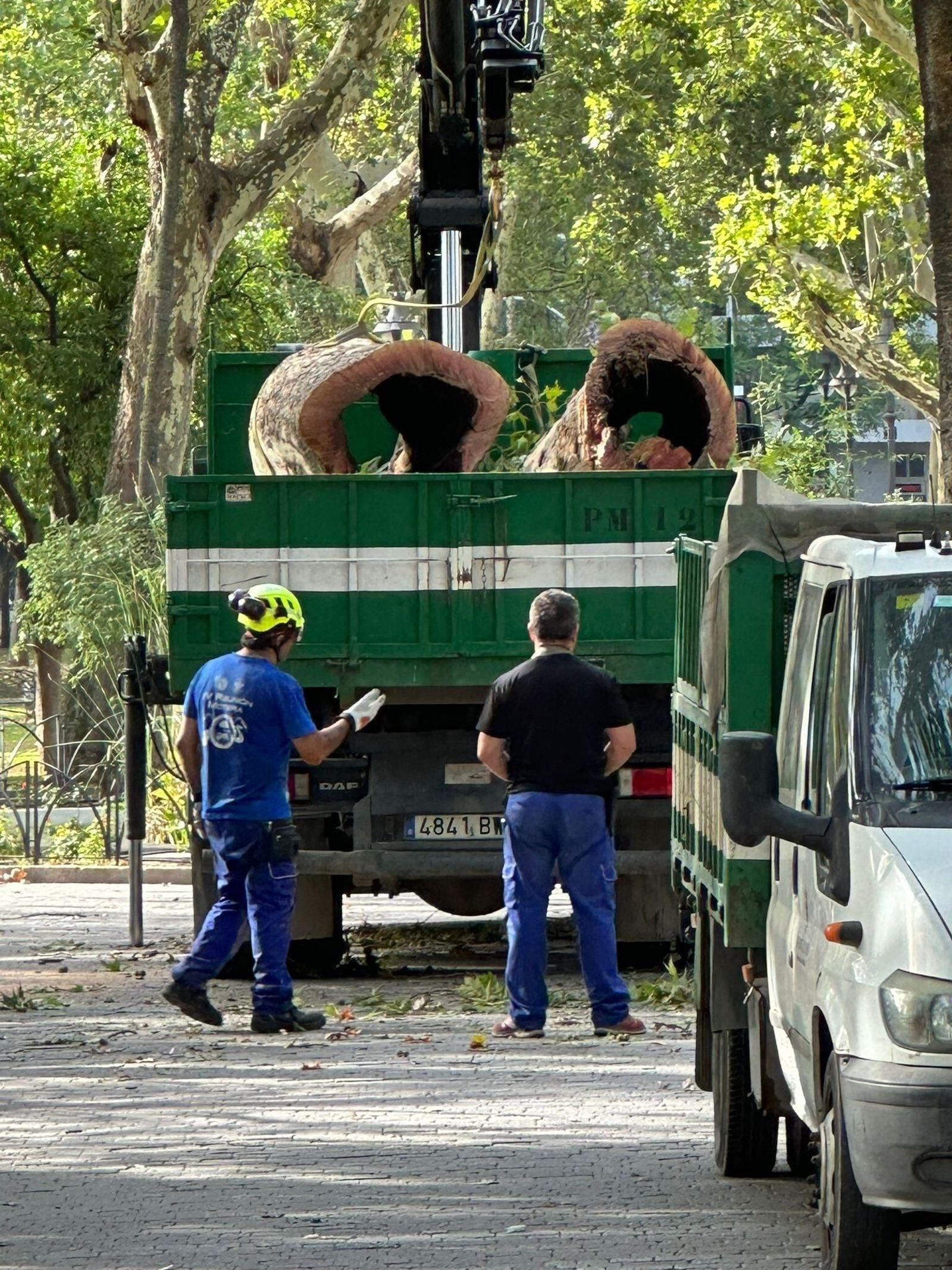 Recogida árboles caídos en Córdoba. Recogida árboles caídos en Córdoba.