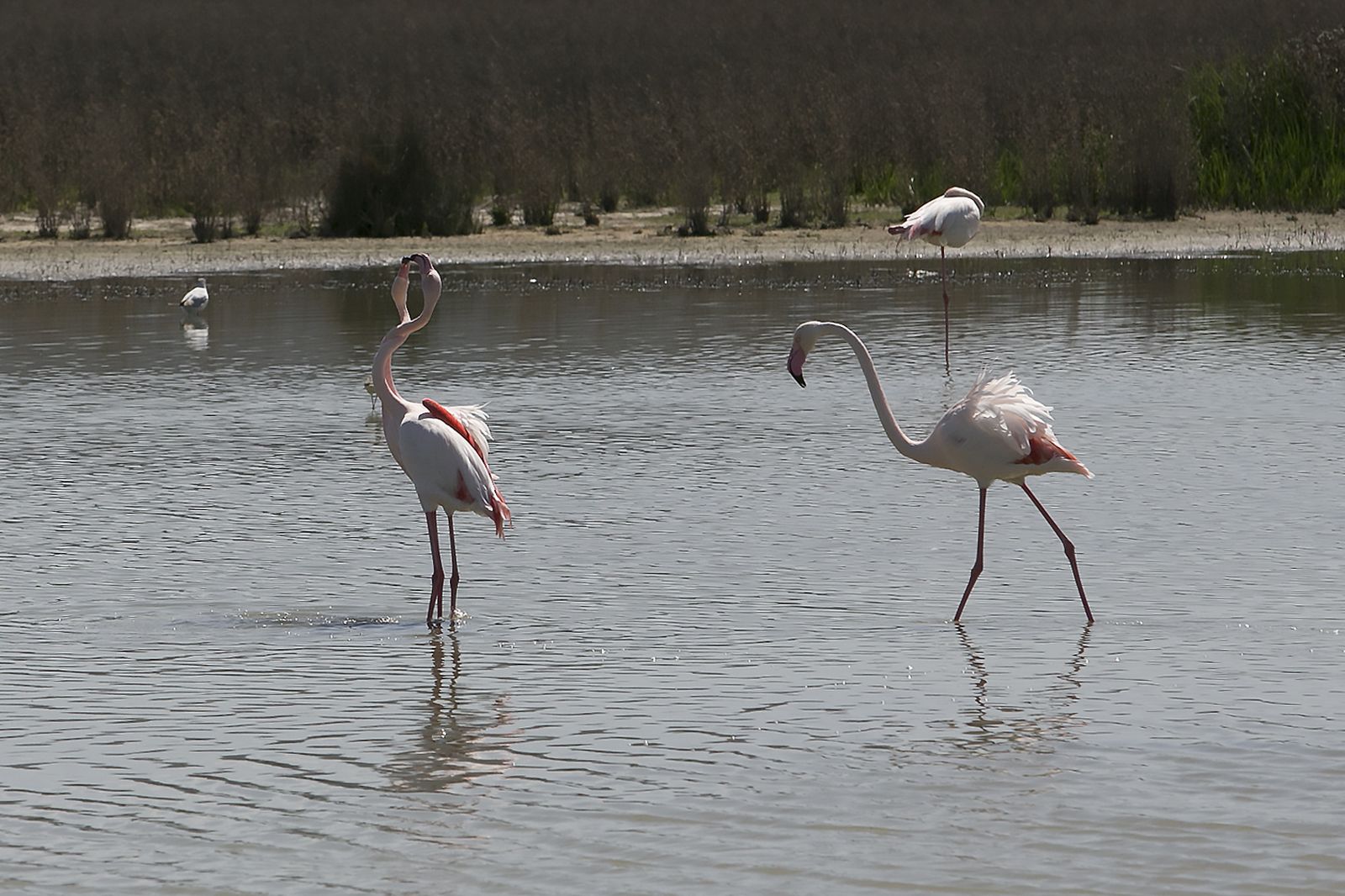 Flamencos rosas en Fuente de Piedra