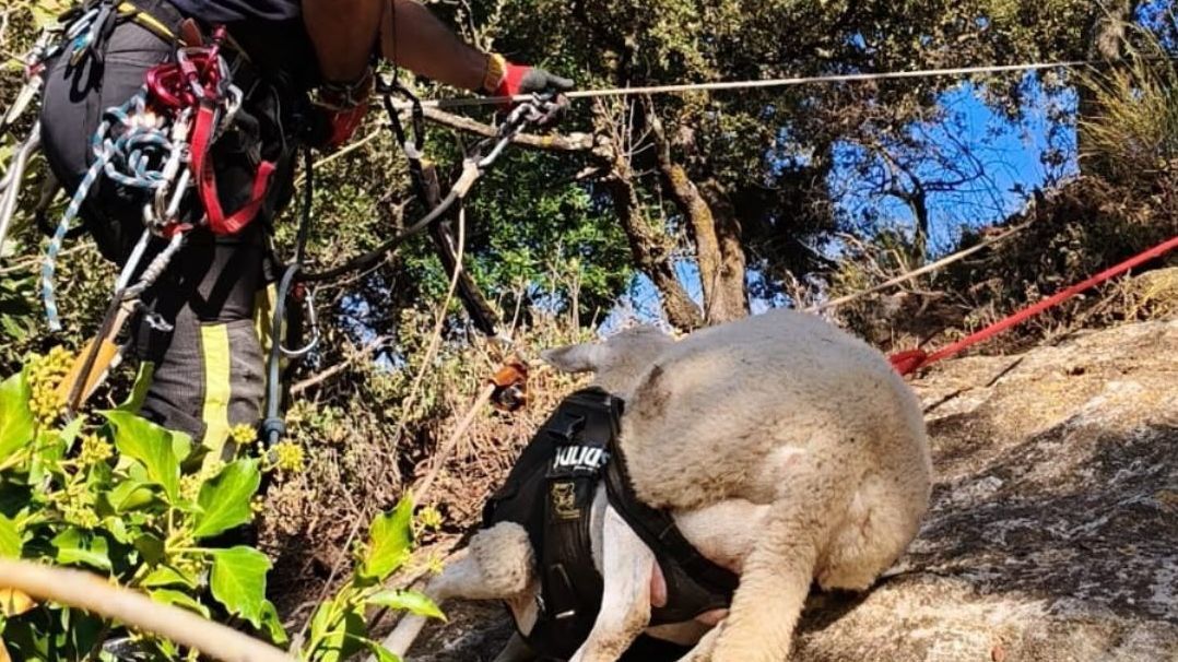 Bomberos rescatan a una oveja caída en una zona rural de Ronda