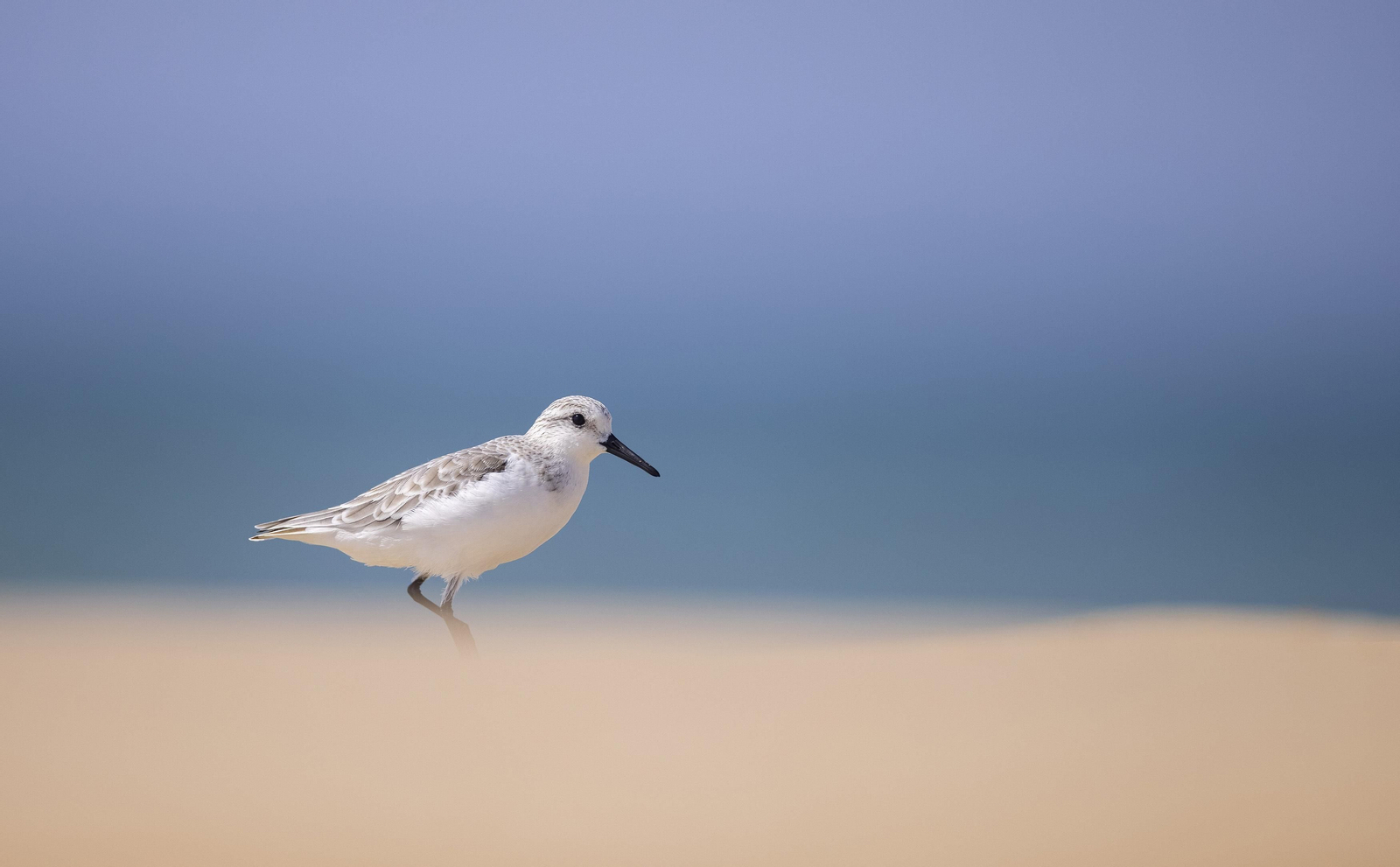 Doñana, imágenes de un mosaico de ecosistemas único