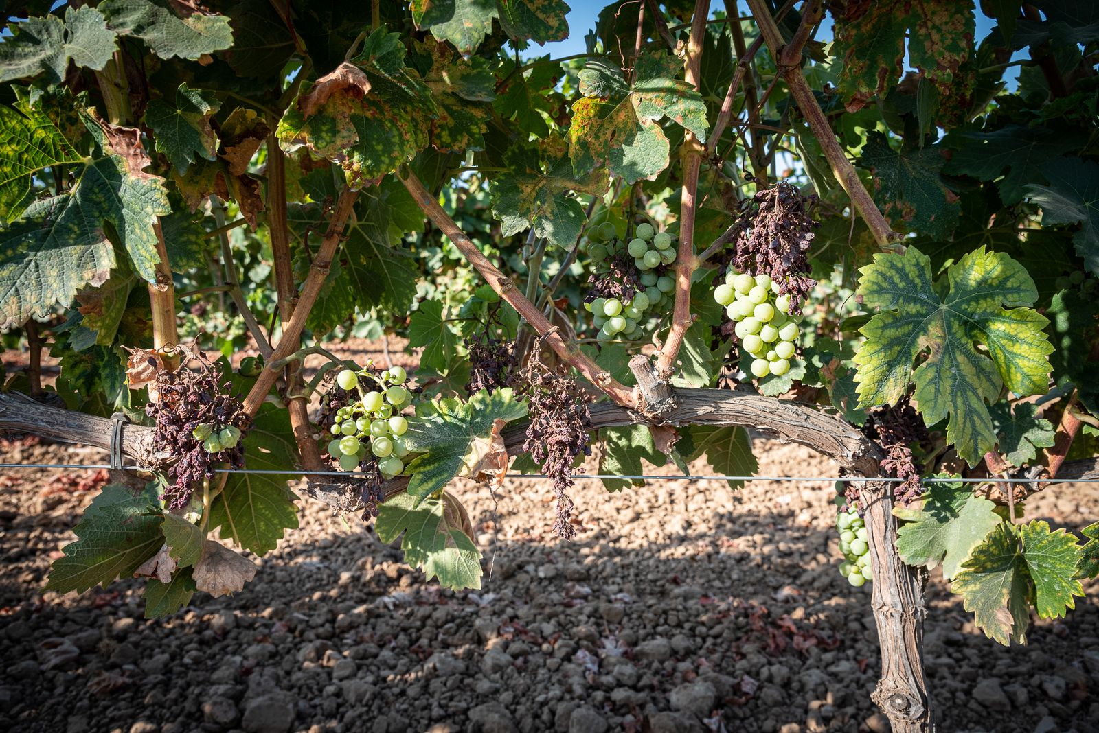 Imágenes de los estragos del parásito mildiu en los viñedos del Condado