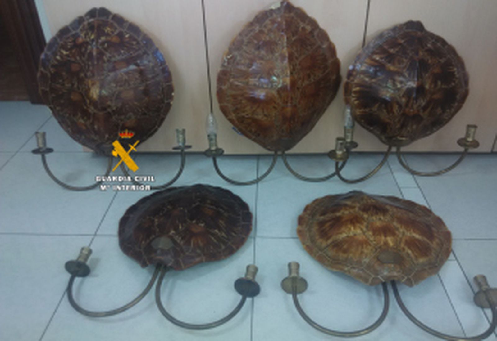 Intervenidos caparazones de tortuga carey y un abrigo de ocelote, especies en peligro de extinción