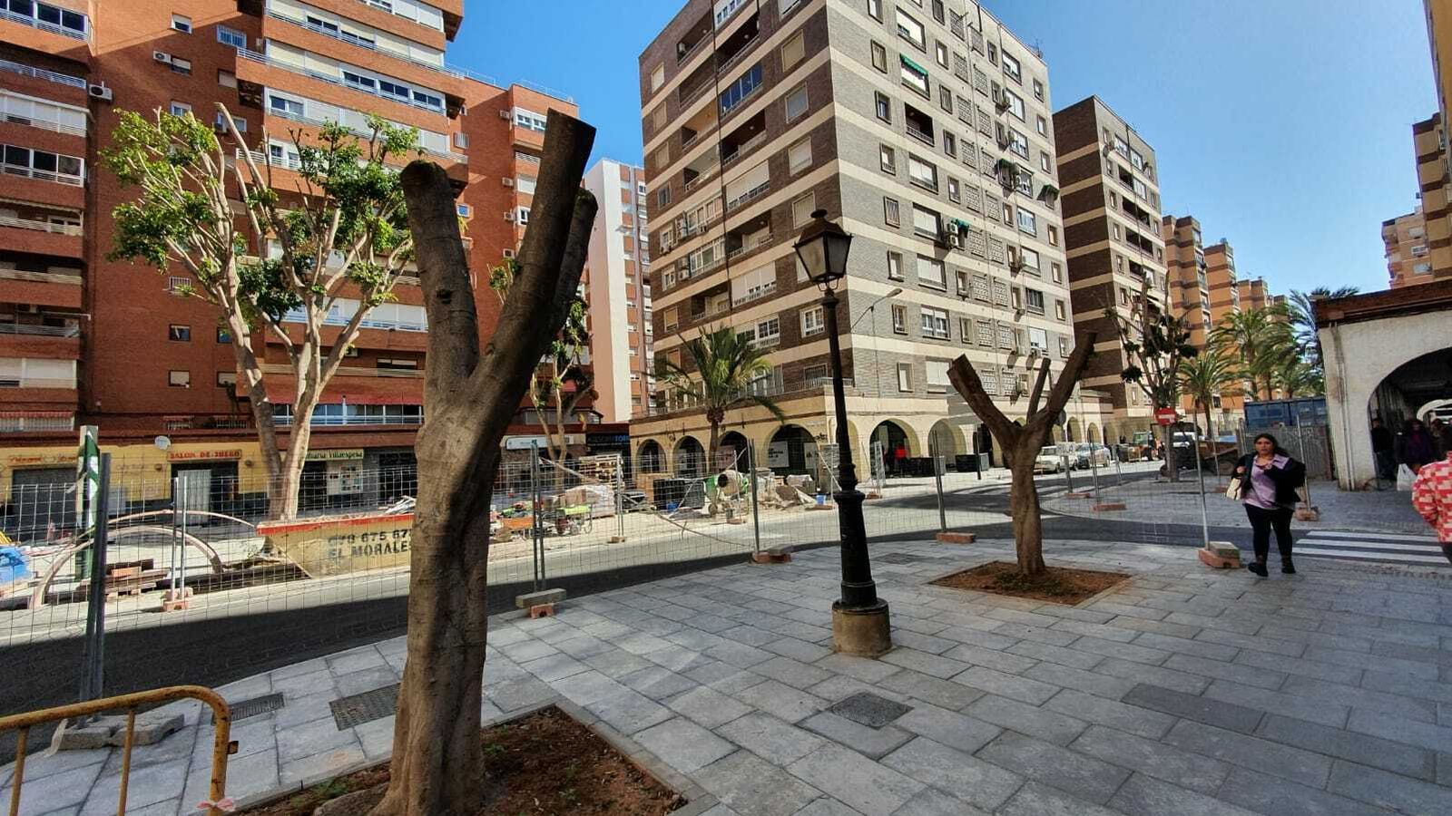 Los actuales ficus han sido podados