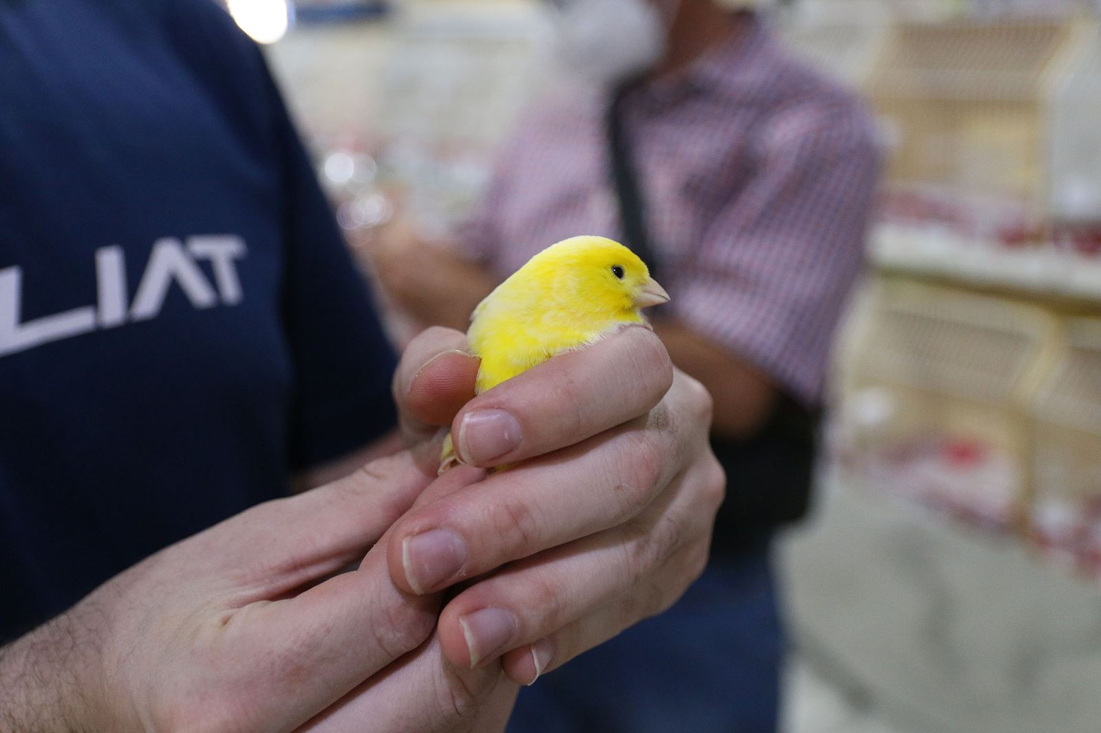 Un ejemplar del concurso ornitológico celebrado en Gádor.