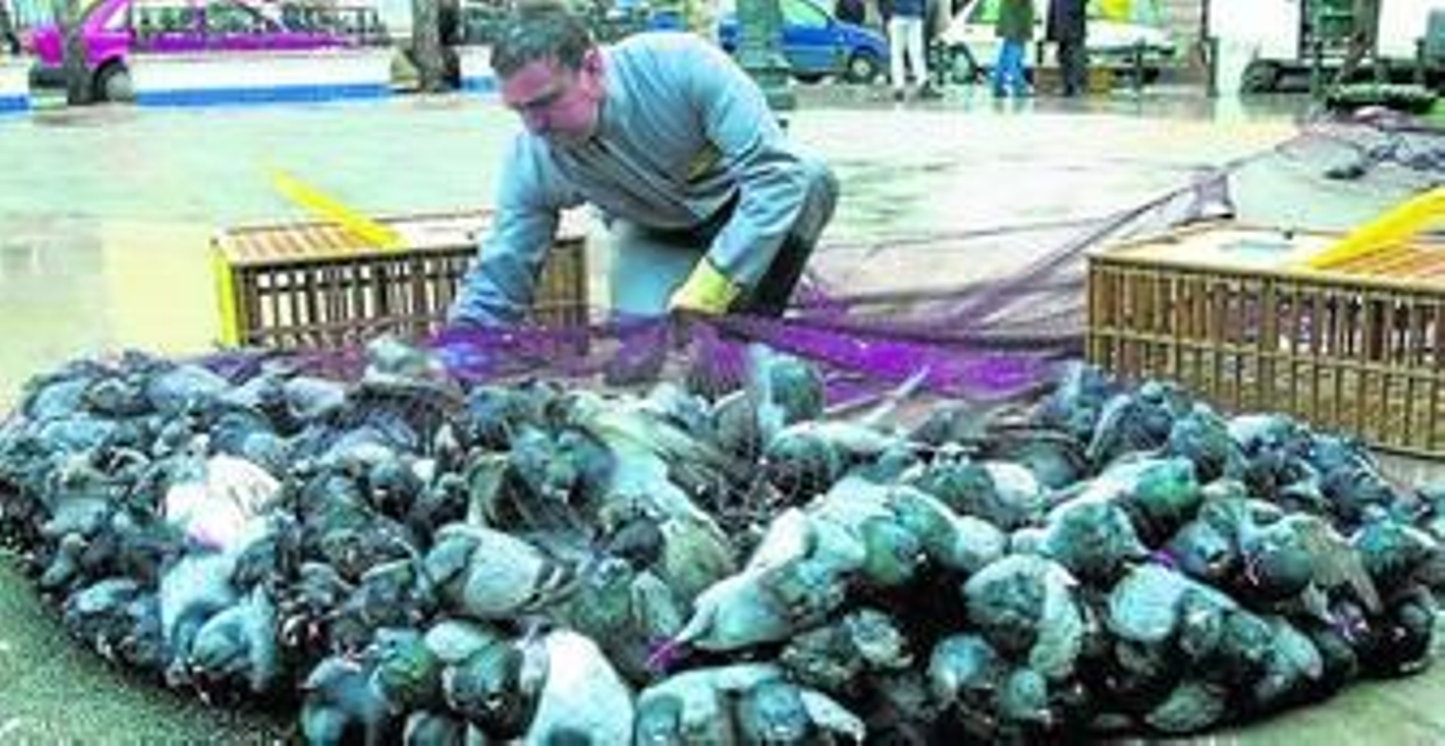 Una captura masiva de palomas en una imagen de archivo tomada en el centro de Cádiz.