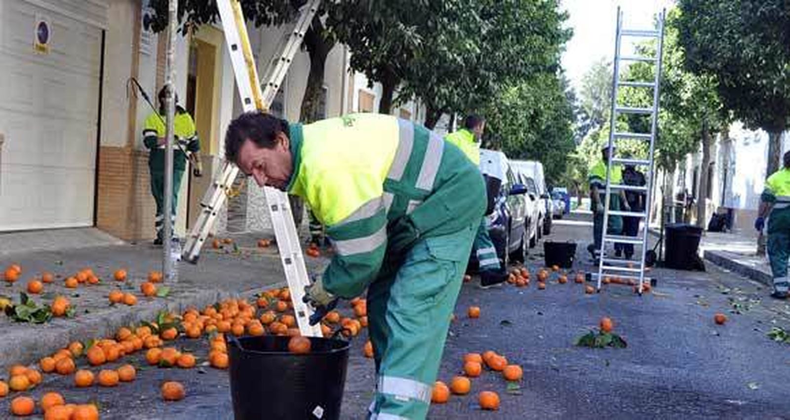 Recogen más de 500 toneladas de naranjas de las calles en dos meses