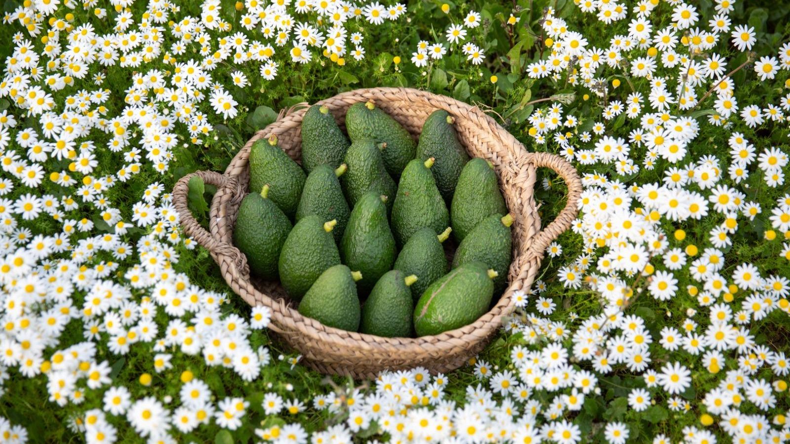 Aguacates de la Finca Vega de la Motilla, en Los Barrios