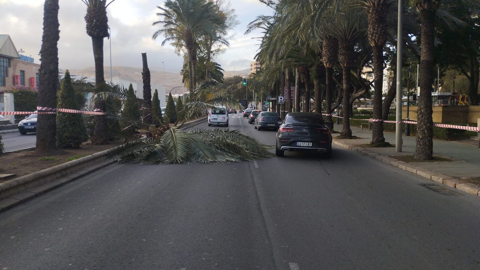 Una palmera se ha partido en la Vía Parque de Almería capital.