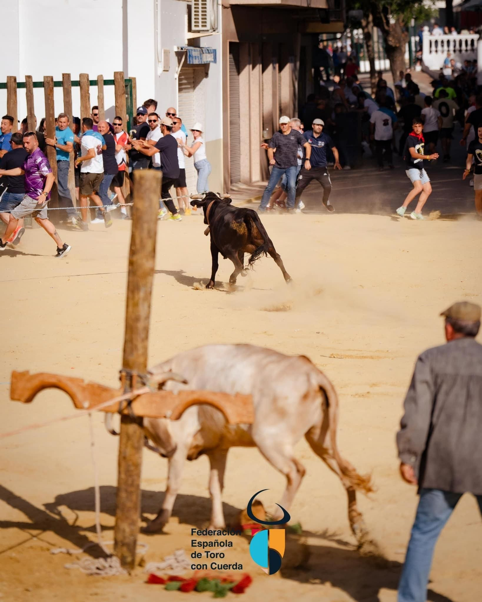 Congreso Nacional ‘Toro con Cuerda’ de Beas de Segura, en imágenes