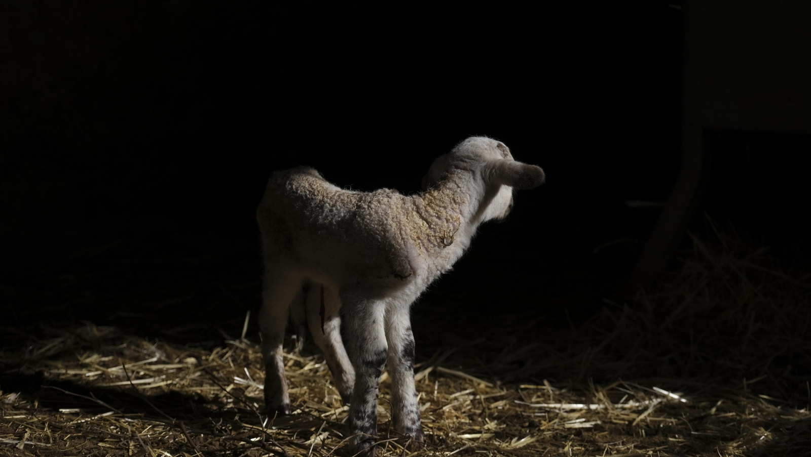 Fotogalería de la ganadería tradicional de Vélez Rubio, las imágenes más tiernas de los corderos recién nacidos