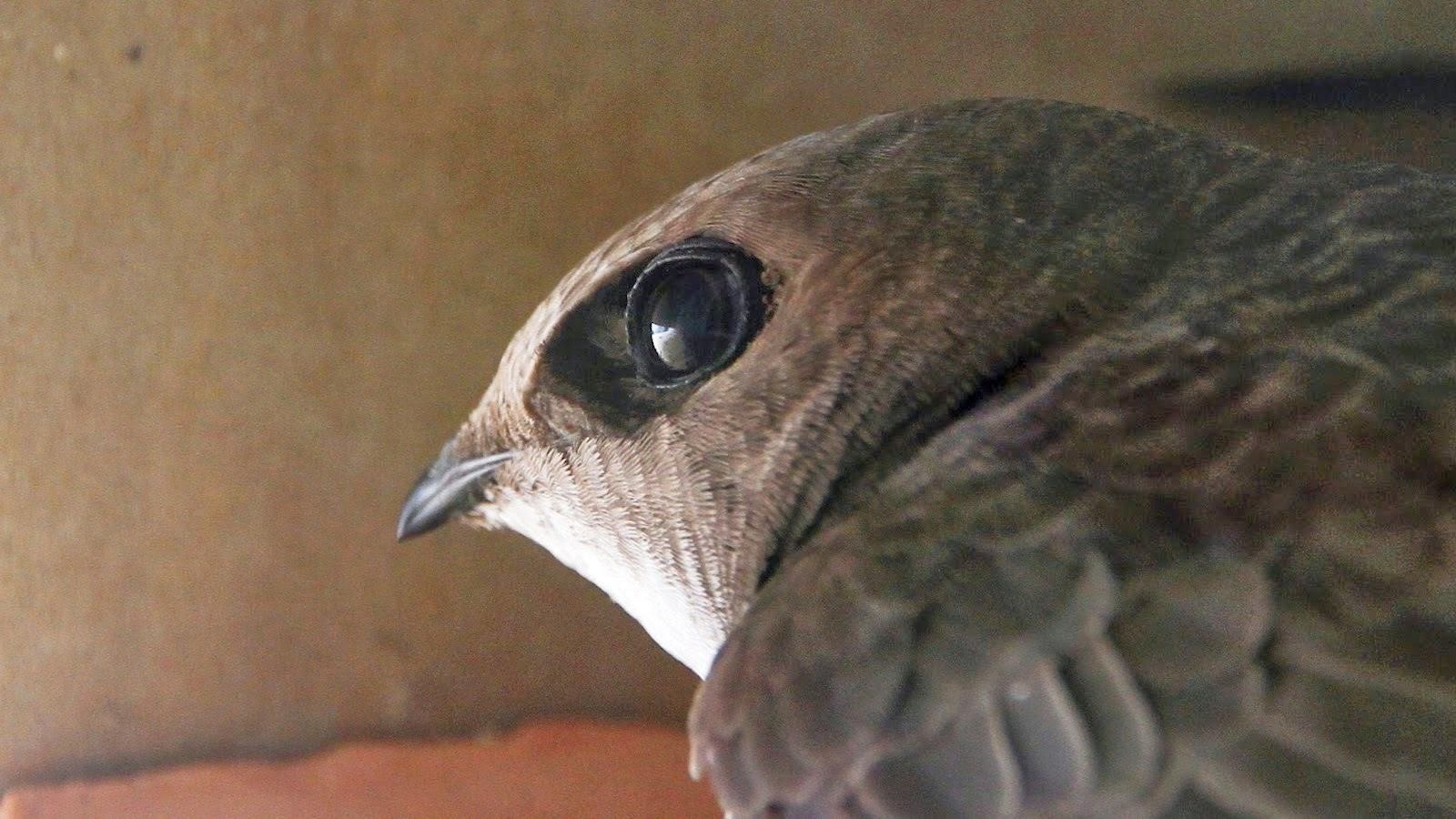 Detalle de una de las especies