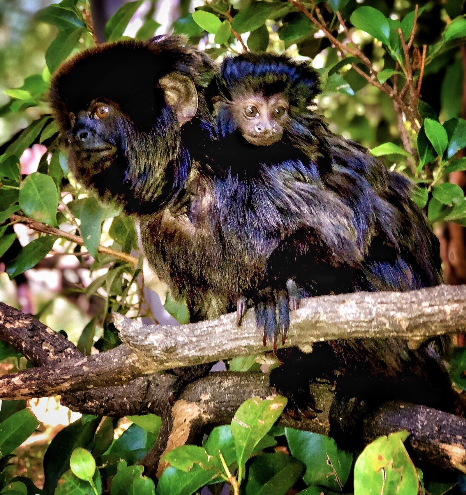 El recién nacido, apoyado en la espalda de su padre. El recién nacido, apoyado en la espalda de su padre.
