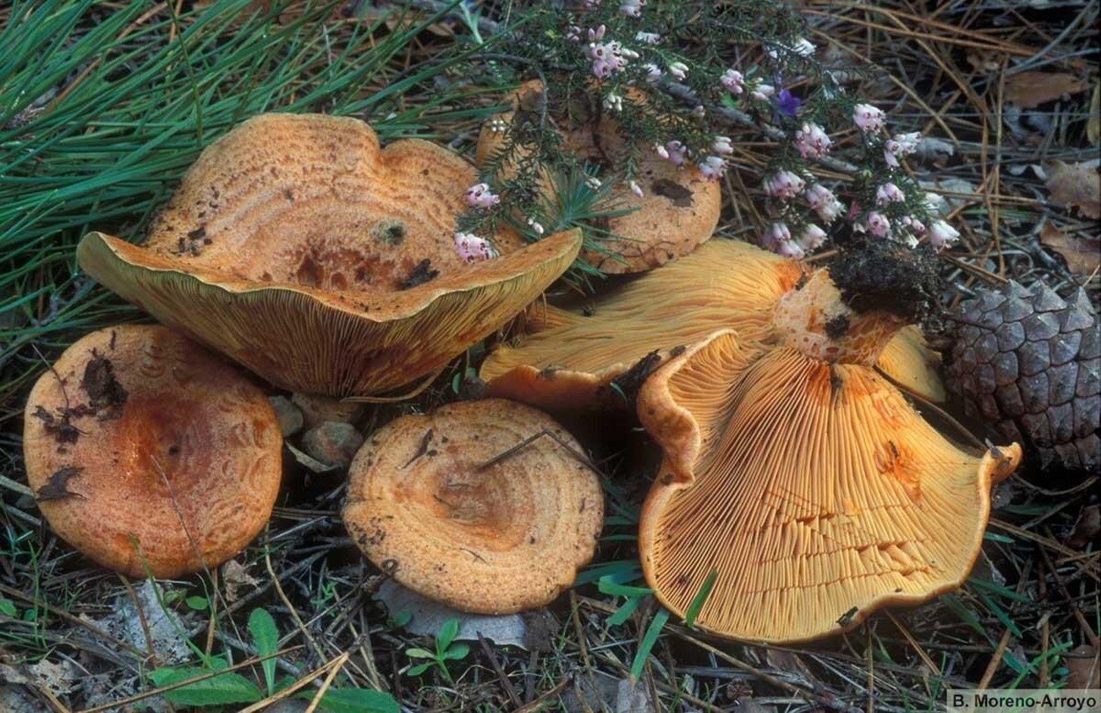 Níscalo (lactarius deliciosus)