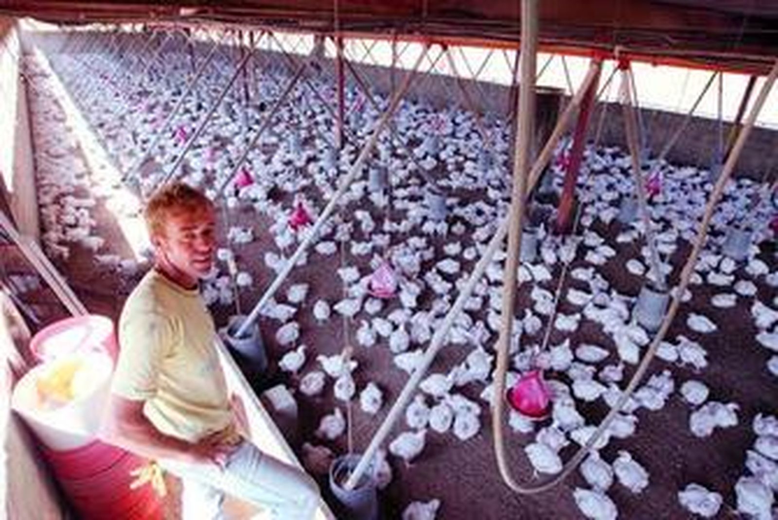 Juan Urrutia en la planta baja de su granja en Canjáyar.