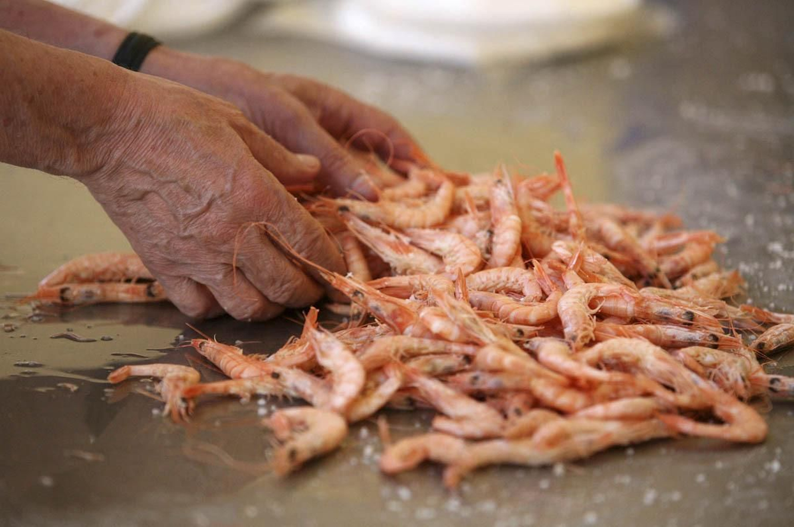 Gambas de Huelva, uno de los tesoros gastronómicos de la tierra Gambas de Huelva, uno de los tesoros gastronómicos de la tierra
