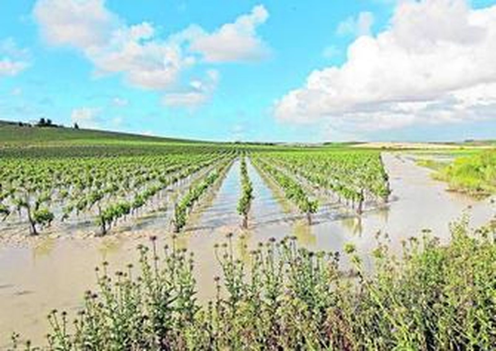 Viñedo bajo agua tras las lluvias de primavera que generaron las condiciones idóneas para la aparición del hongo.