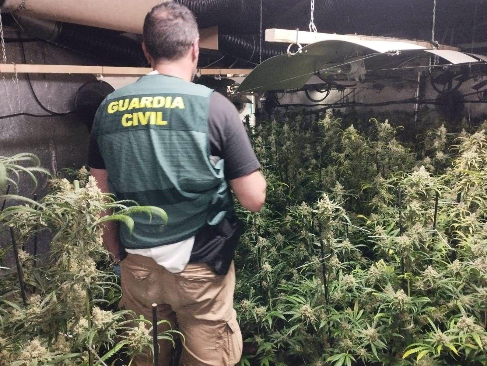 Dieciséis investigados en dos operaciones contra el cultivo de marihuana en la Vega de Granada