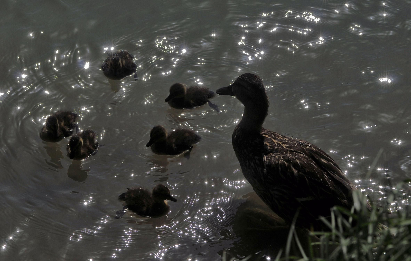 Imagen de archivo de patos. Imagen de archivo de patos.