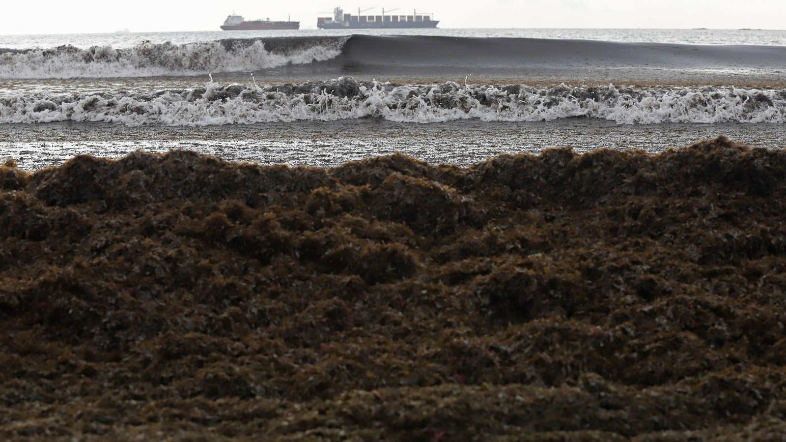 Algas invasoras en la playa de Getares