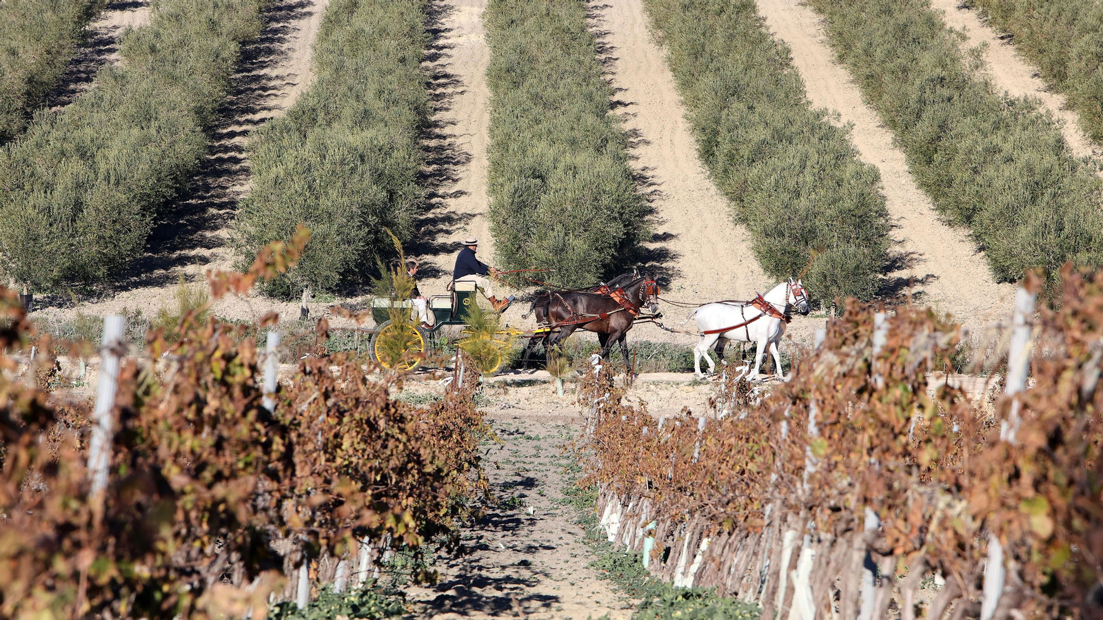 II Ruta Viñas de Jerez