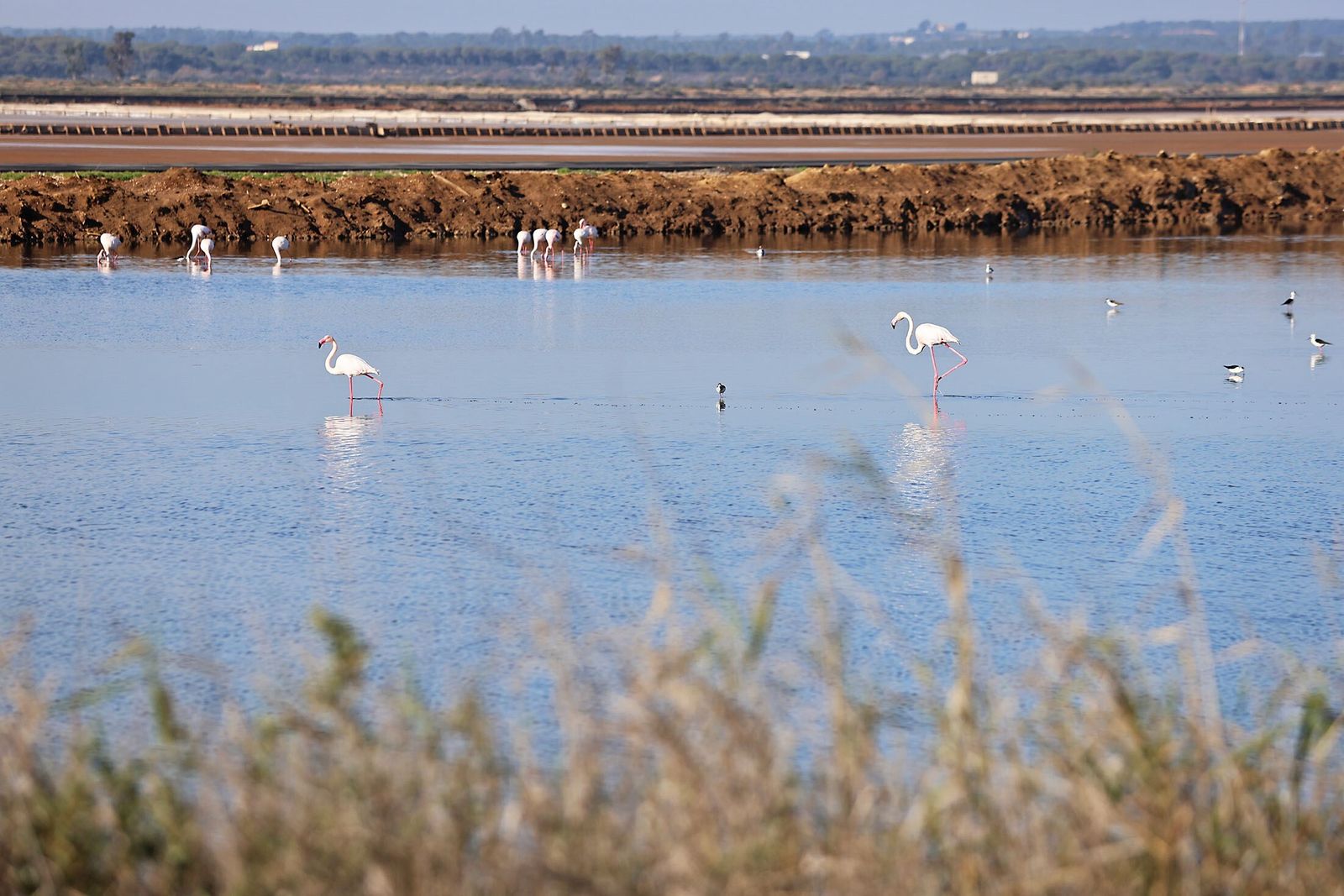 Imagen de archivo de aves en el paraje natural Marismas del Odiel.