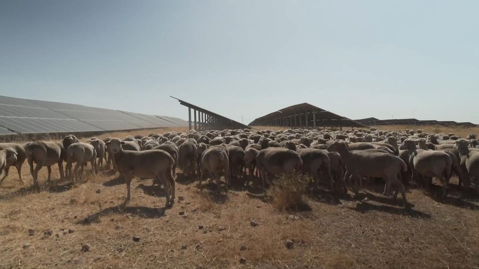 Zona de pasto para la ganadería ovina dentro de la planta